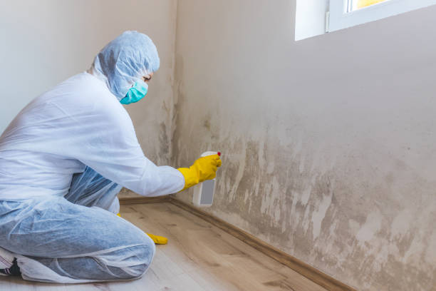 Black mold inspection in Andover