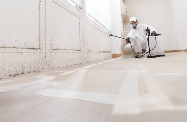 Black mold remediation team in Andover